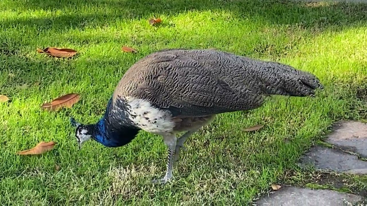 Mega the Beefcake Peachick