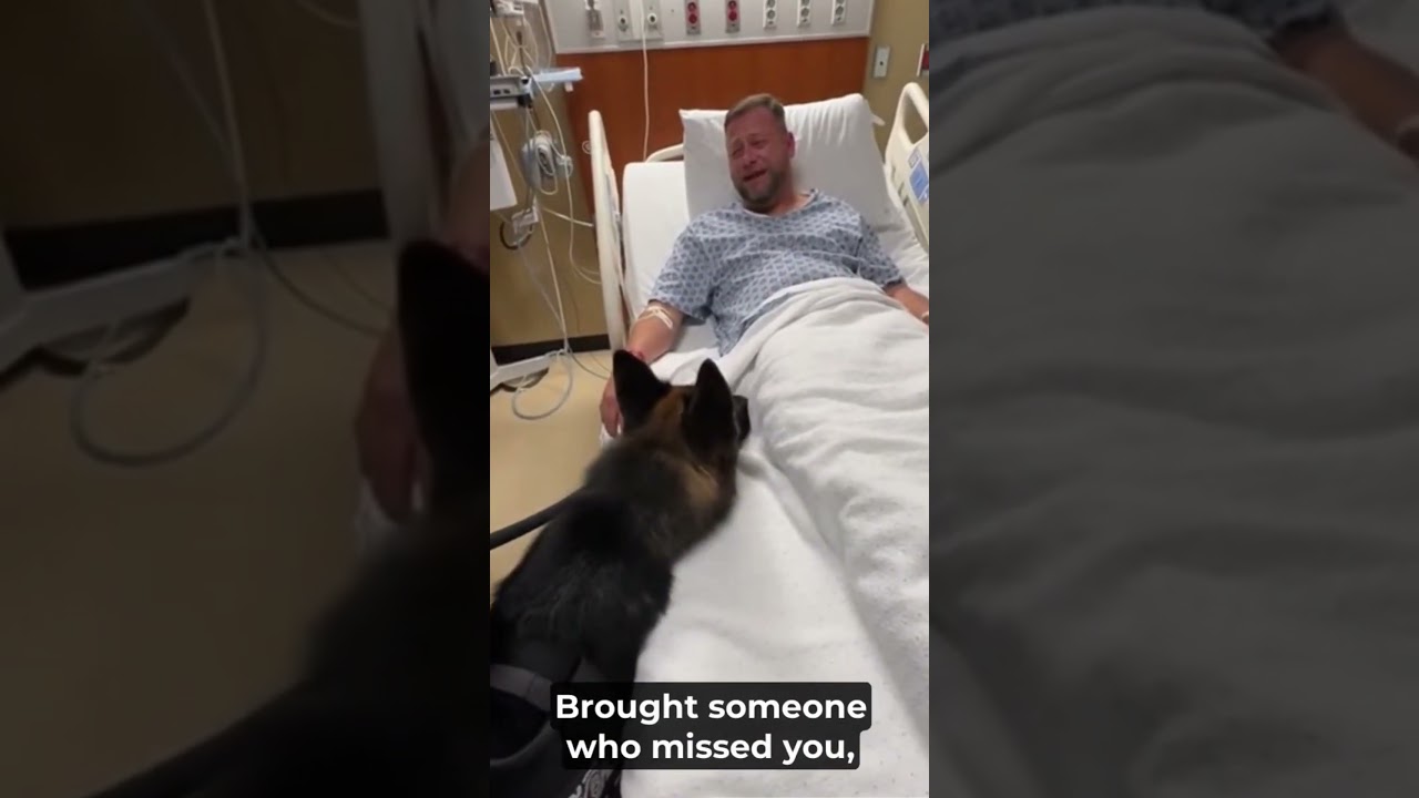 Injured Officer Gets a Surprise Visit From His K9 Partner #PoliceDog #EmotionalMoment #HospitalVisit