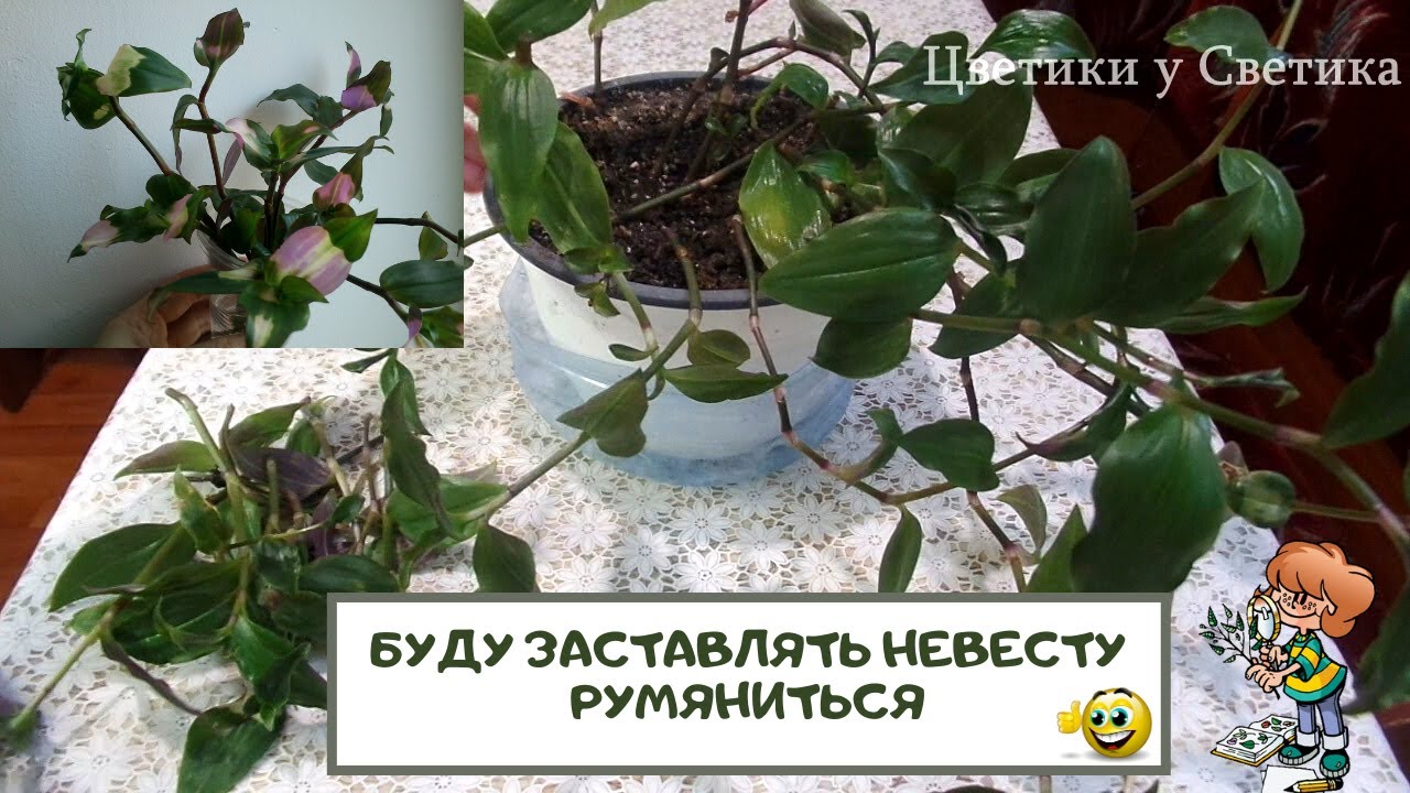 Начинаю заставлять свою НЕВЕСТУ румянится , как думаете, получится?