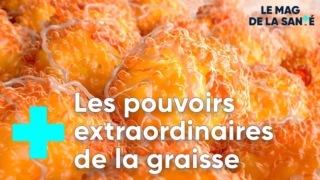 Pourquoi la graisse est-elle un organe ? - Le Magazine de la Sant&eacute;