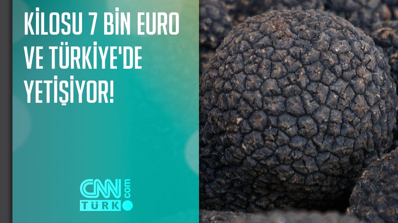 Kilosu 7 bin euro ve Türkiye'de yetişiyor!
