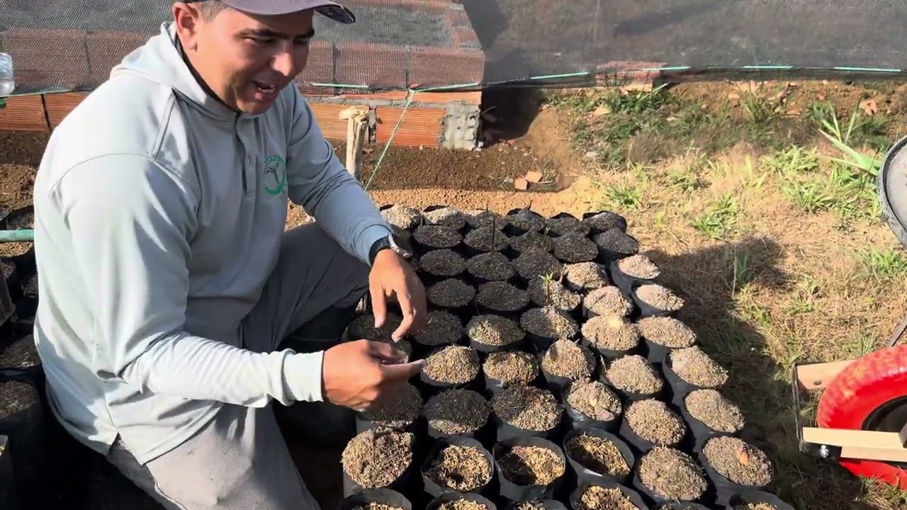 COMO REALIZAR TRASPLANTE DE SEMILLAS DE AGUACATE 🌱🥑 EN VIVERO O SEMLLERO !!