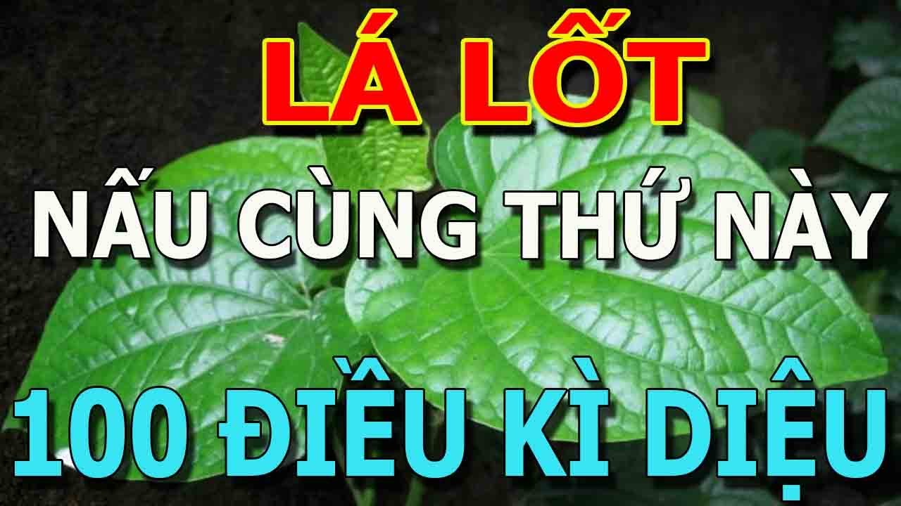 Cảnh báo: Người Đến Tuổi 50 CỨ LÁ LỐT cùng THỨ NÀY chữa cả tỷ bệnh THẦN DƯỢC - TÁC DỤNG CỦA LÁ LỐT