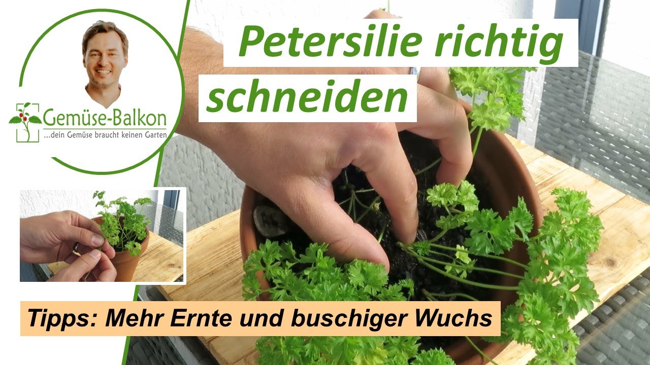 Petersilie 🌿 richtig schneiden ✂️ und ernten für buschiges Wachstum 🌴 und reiche Ernte