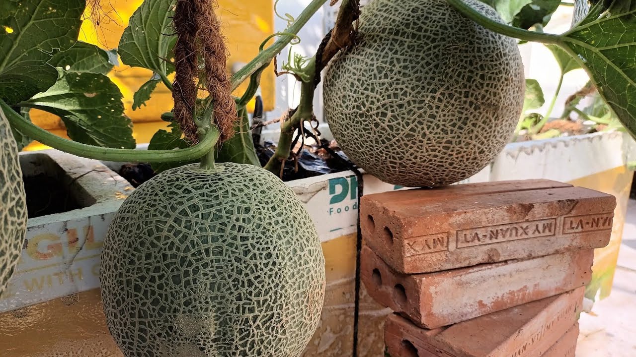 Thăm vườn dưa lưới giống Nhật (kỷ niệm vụ trồng 2023) - Melon japanese garden in 2023