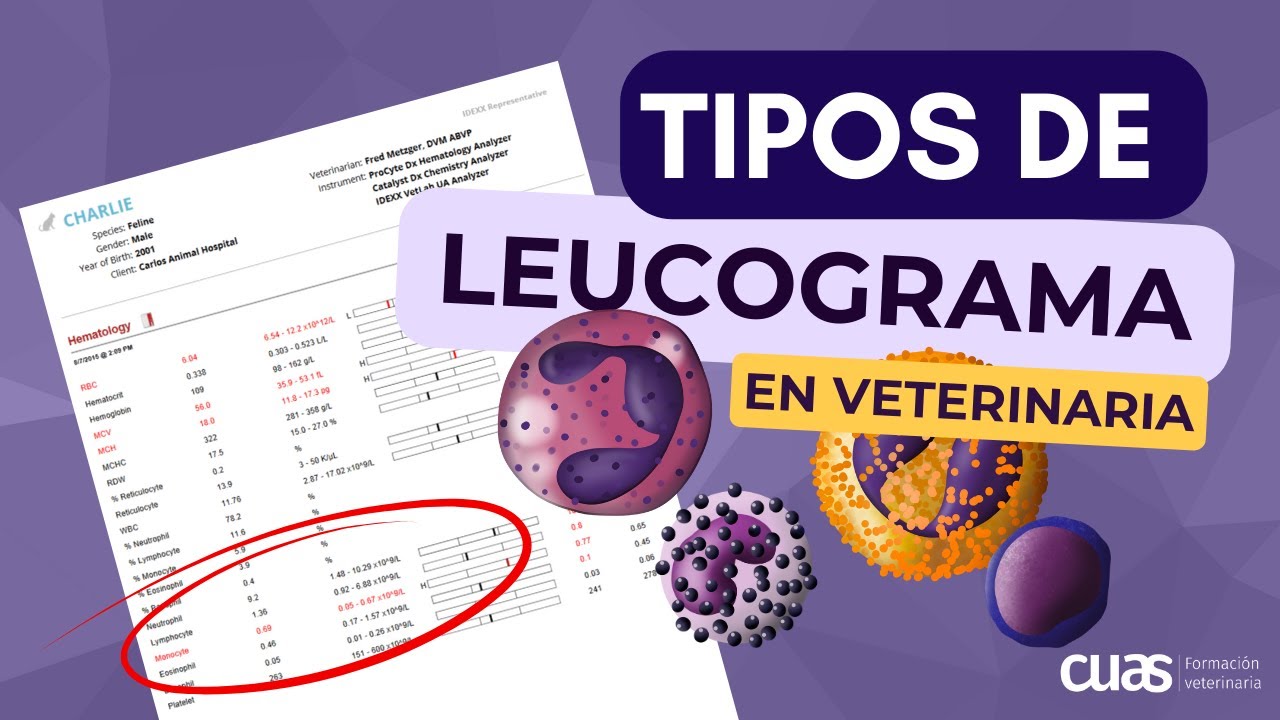 Tipos de Leucograma en la Interpretación de análisis sanguíneo 🩸 en Veterinaria de pequeños animales