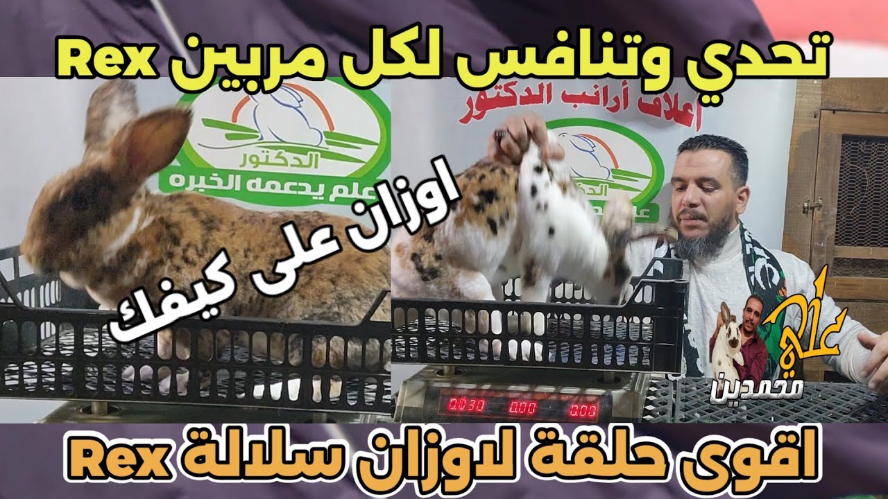 اوزان سلالة الريكس البيور في مصر وتحدي كل مربين الRexفي الوطن العربي حلقة تصحيح المفاهيم