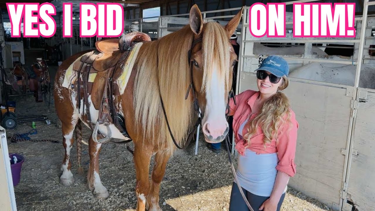 THIS HANDSOME GYPSY/PAINT GELDING CAUGHT MY EYE AT THE AUCTION!!!