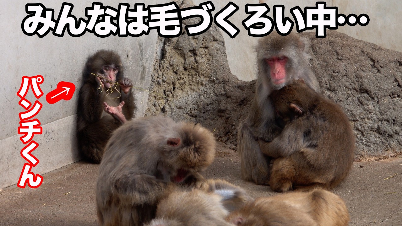 一人遊びも楽しいんだ♪ “ぬいぐるみがお母さん”の子ザル「パンチくん」に会ってきました！Punch the monkey　千葉県・市川市動植物園｜2026年2月27日