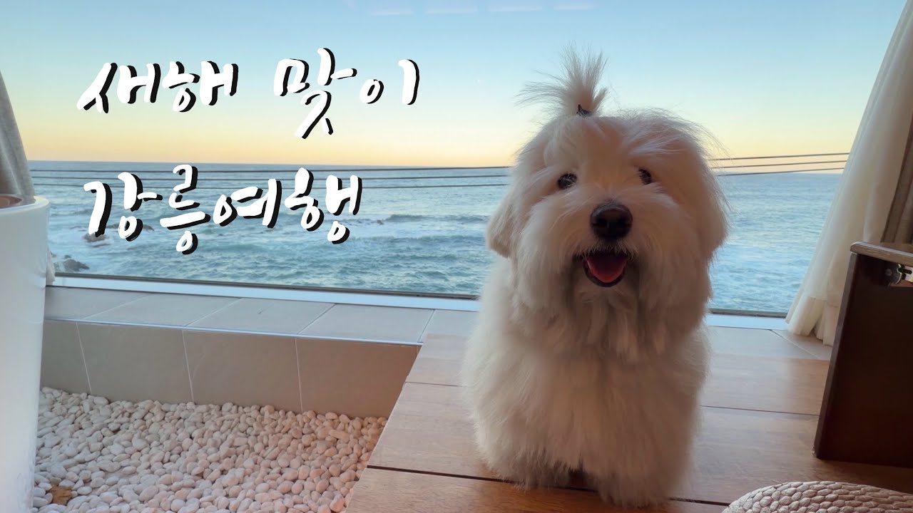 26년도 첫여행 l 강릉 l 강릉애견동반 l 반려견 l 강아지 l 일상Vlog