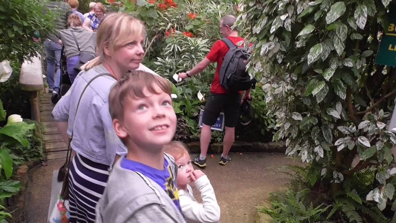 The Tropical Butterfly House Sheffield Part 1