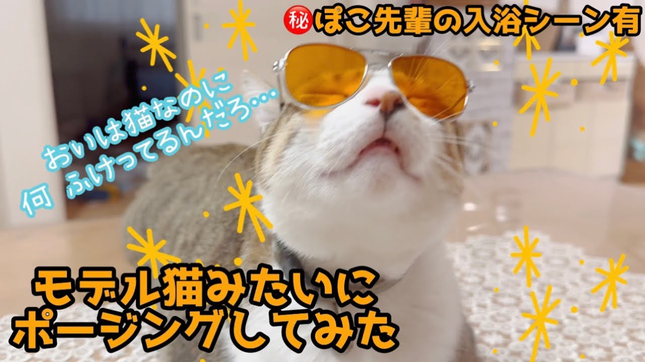 #30 モデル猫みたいにポージングしてみた ぽこ先輩