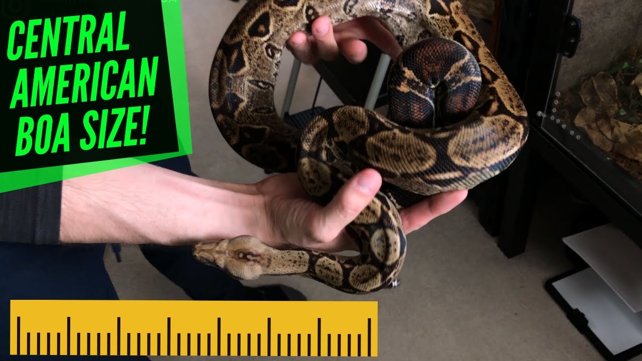 DWARF BOA SIZE! CENTRAL AMERICAN BOAS