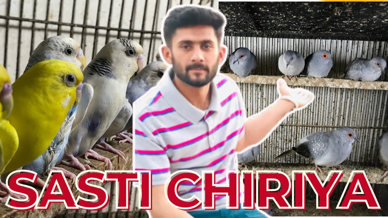 Multan Pets Market | arstalian birds | china dove | finch