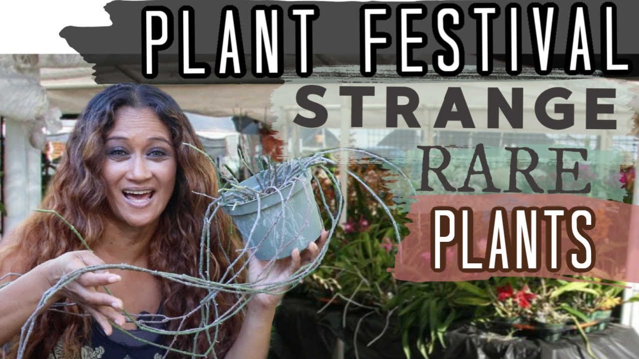 Strange & Rare Plant Haul from Tropiflora Plant Festival - Cynanchum, Selaginella, hybridized plants