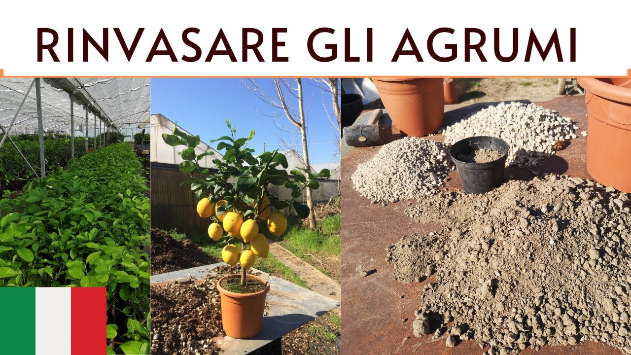 RINVASARE GLI AGRUMI, TRUCCHI E CONSIGLI - AGRUMI LENZI