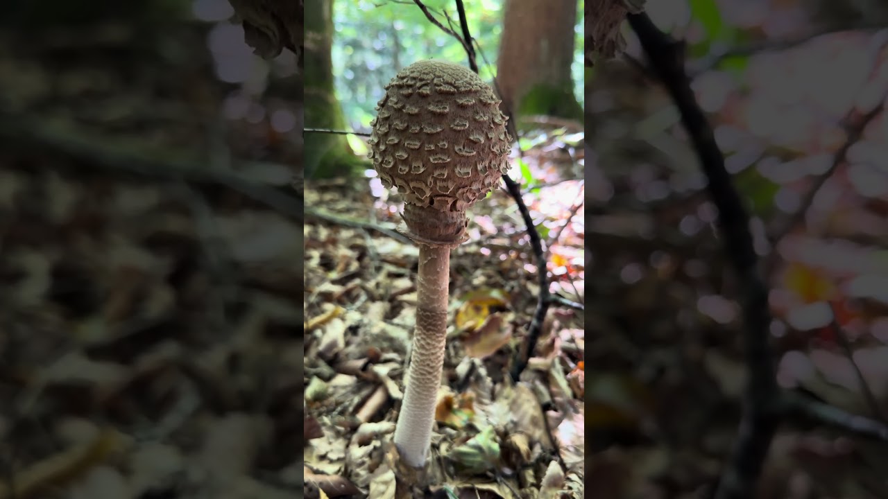 Macrolepiota procera #Sunčanica #fungi #gljive #jelena
