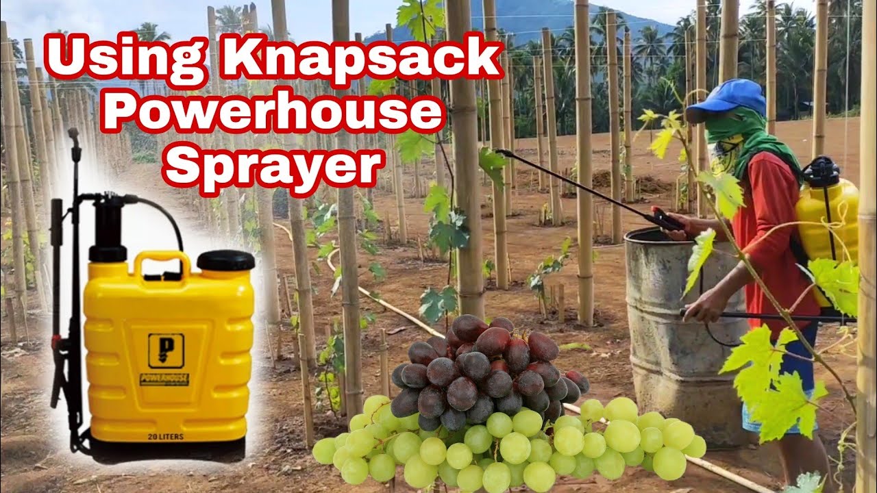 Product Review Using Knapsack Powerhouse Sprayer for Grapes Maintenance 🍇
