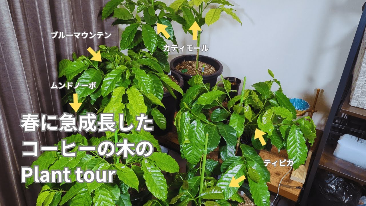 【コーヒーの木】春に急成長したコーヒーの木と実験経過を共有したい【コーヒーの木の育て方, 植欲】