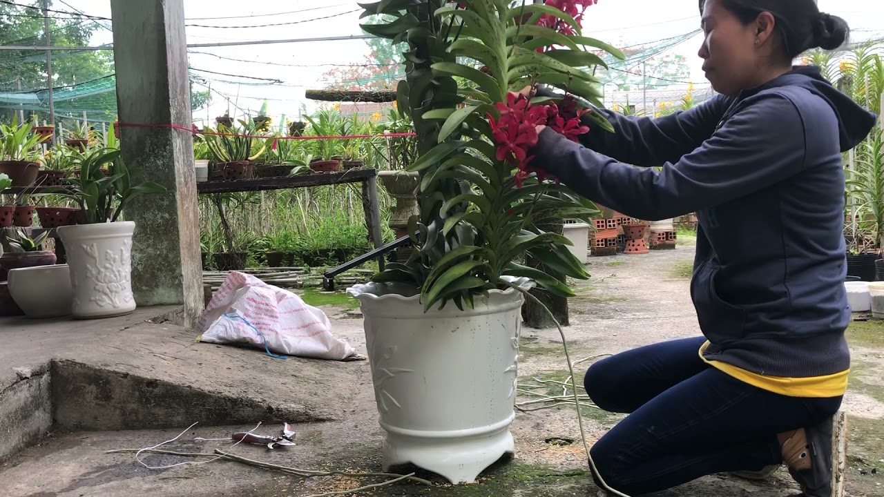 VD118 ✌️ Cách Đỗ Xi Măng Gắng Ống Nước Vô Chậu Để Trồng Lan Mokara 😍😍