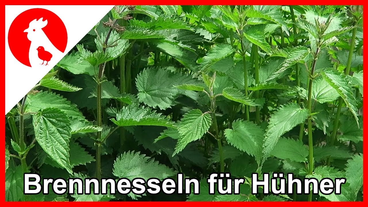 058 Brennnesseln - Superfood für Hühner - JETZT Sammeln !!!  Jensman and the Huhns 🐔 Brennesseln