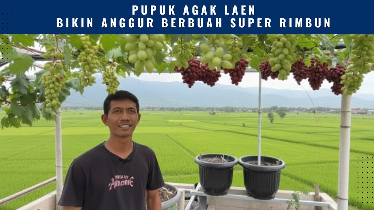 Rahasia Anggur Berbuah Super Rimbun, Pakai Pupuk yang Jarang Orang Coba. Asam Amino, Tepung Beras
