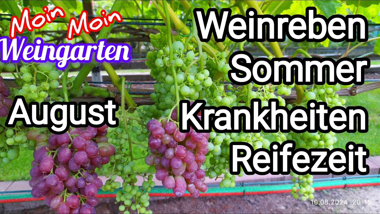 Weinrebe Sommer Falscher Mehltau Reifezeit August