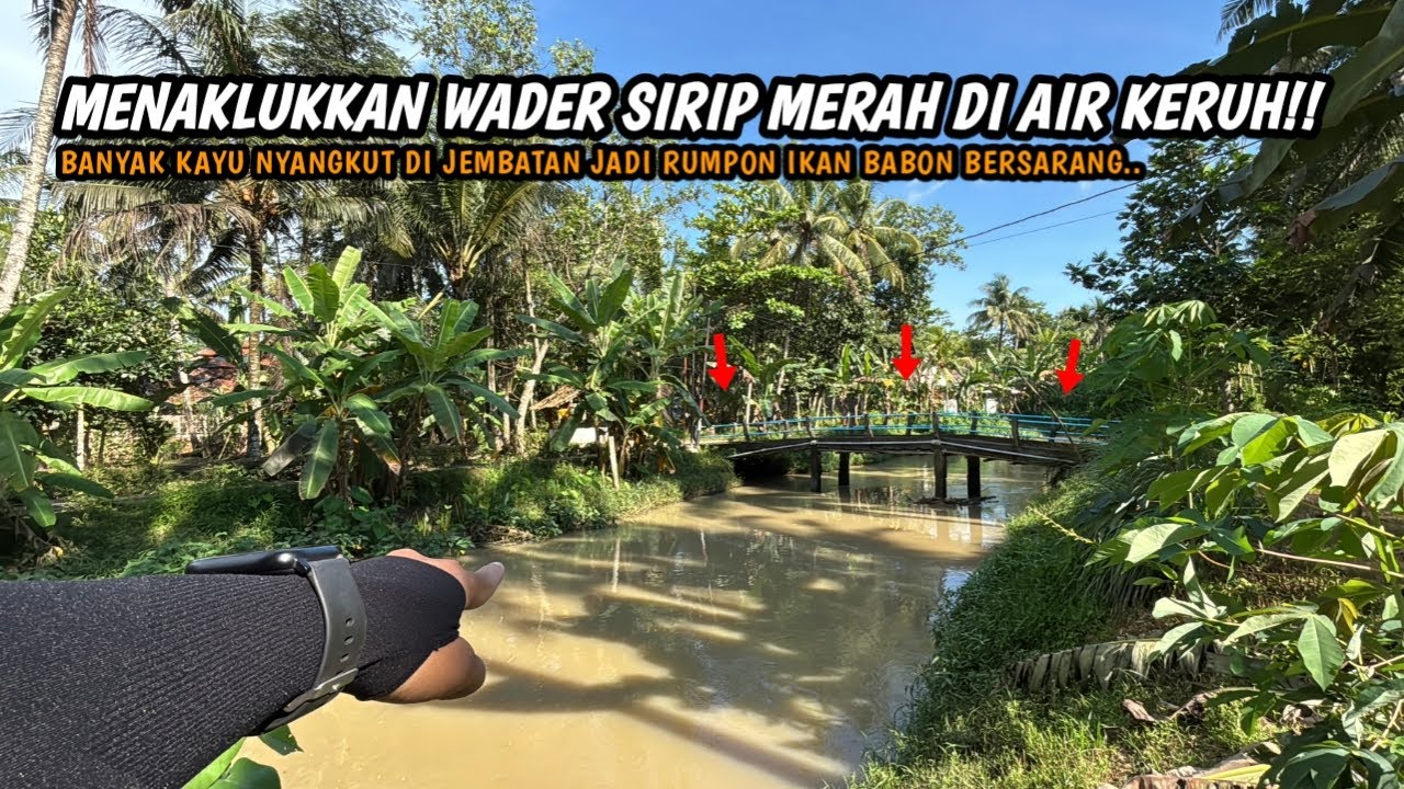 WADER SIRIP MERAH DIJAMIN TAKLUK PAKAI CARA INI!! Mancing wader teknik pecut di air keruh umpan uler