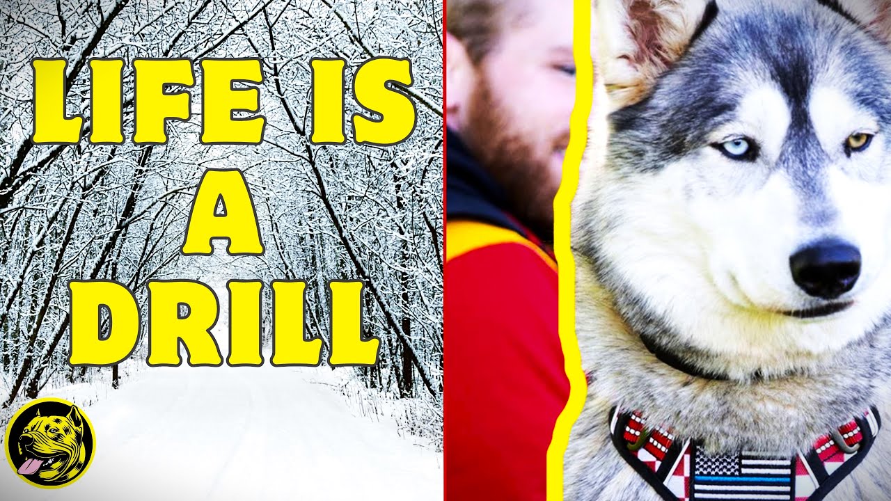 How to train your Dog