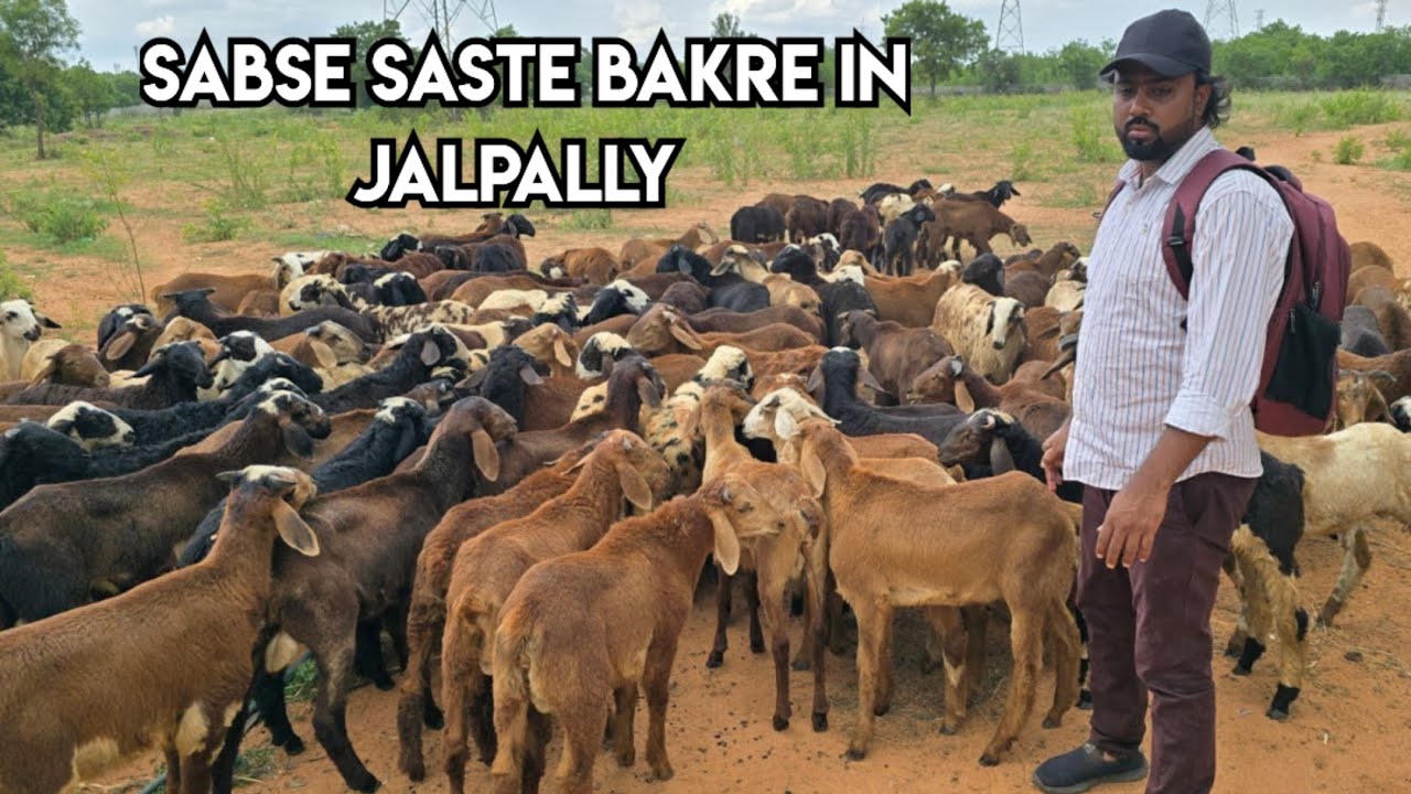 Sabse saste bakre in jalpally | Pure Telangana potla sheep lots available in Hyderabad jalpally