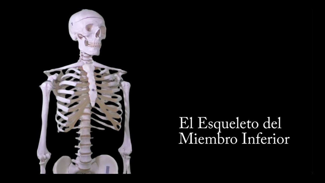 MIEMBRO INFERIOR Dr. Orellana