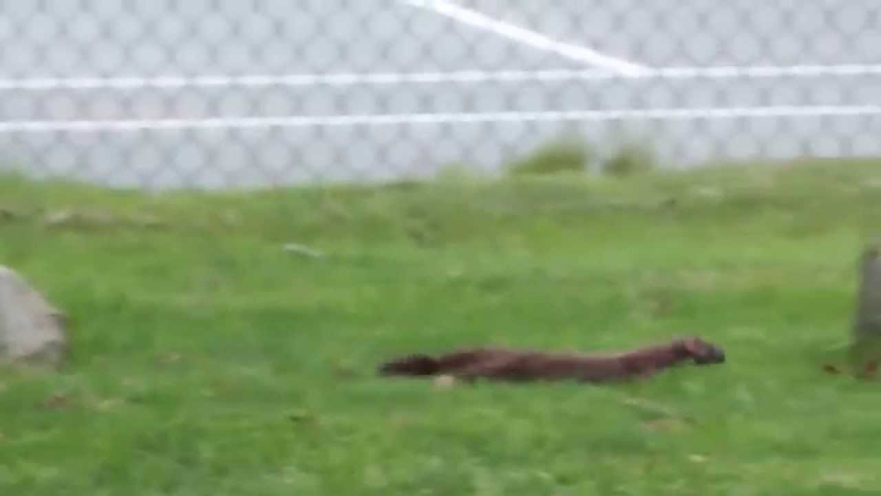 Stoat (Short-tailed Weasel) Running Around in the Front Yard