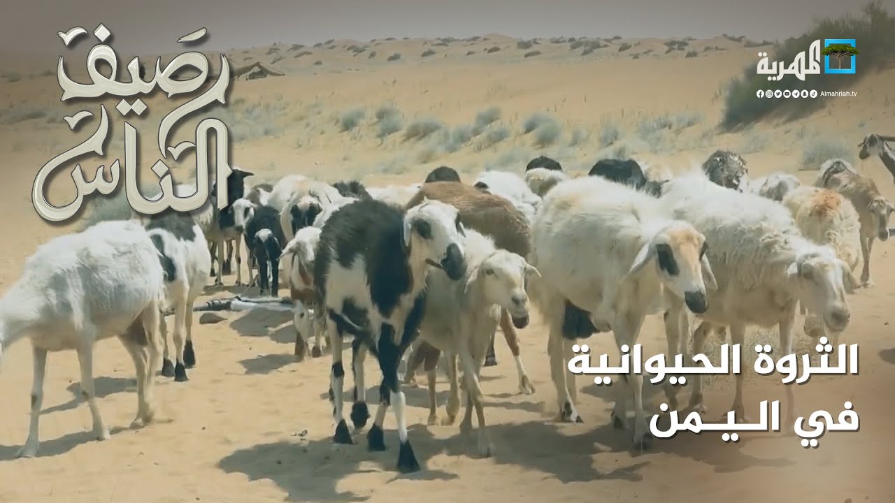 الثروة الحيوانية باليمن.. رافد اقتصادي ومصدر دخل لآلاف الأسر