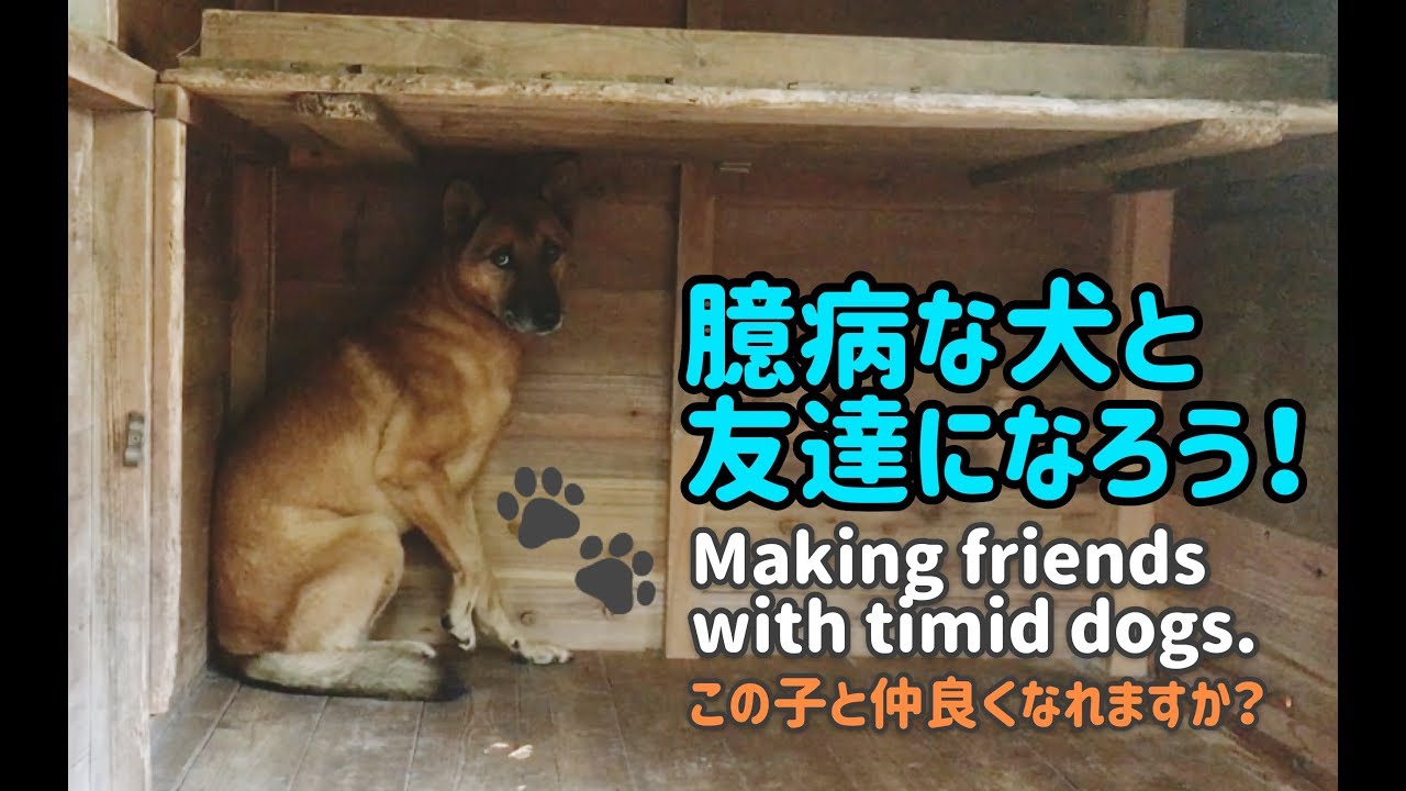 臆病な犬と友達になろう！/Making friends with timid dogs.