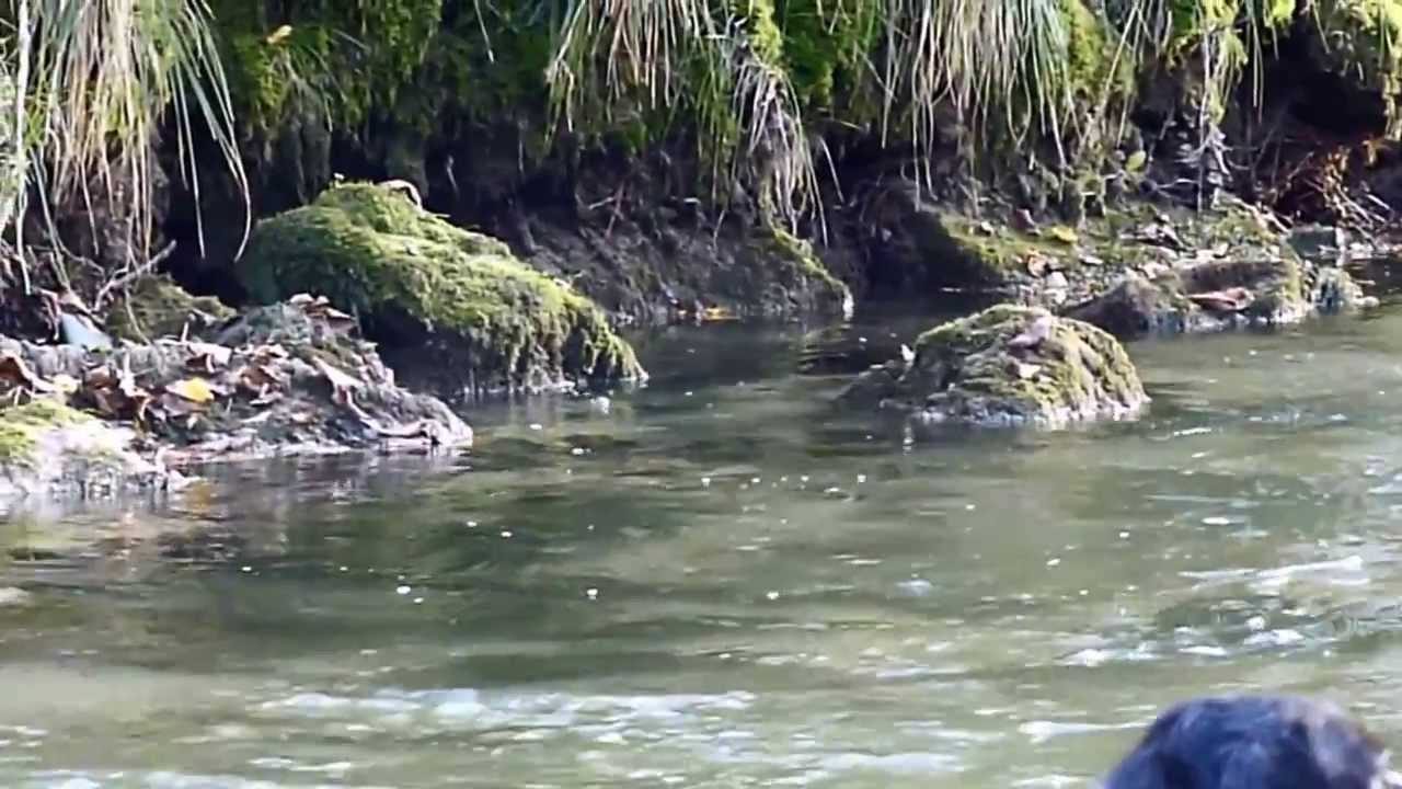 Pêche à la mouche séche sur le Guiers mort - Partie 2