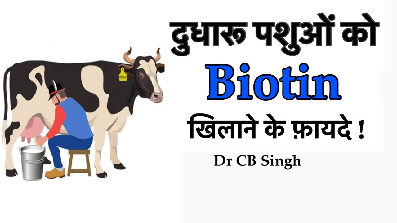 दुधारु पशुओं को Biotin खिलाने के फ़ायदे | Vitamin - H | Dairy Farm | Dr CB Singh | Dairy Ustaad