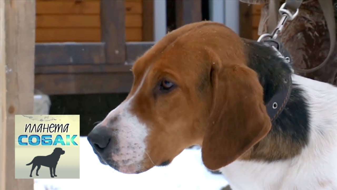 Русская пегая гончая. Планета собак 🌏 Моя Планета