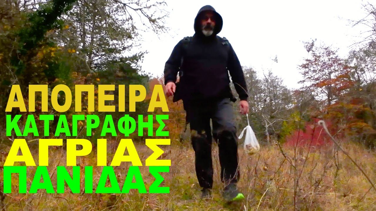 Απόπειρα καταγραφής άγριας πανίδας. Χυλόπιτα πάρτυ!