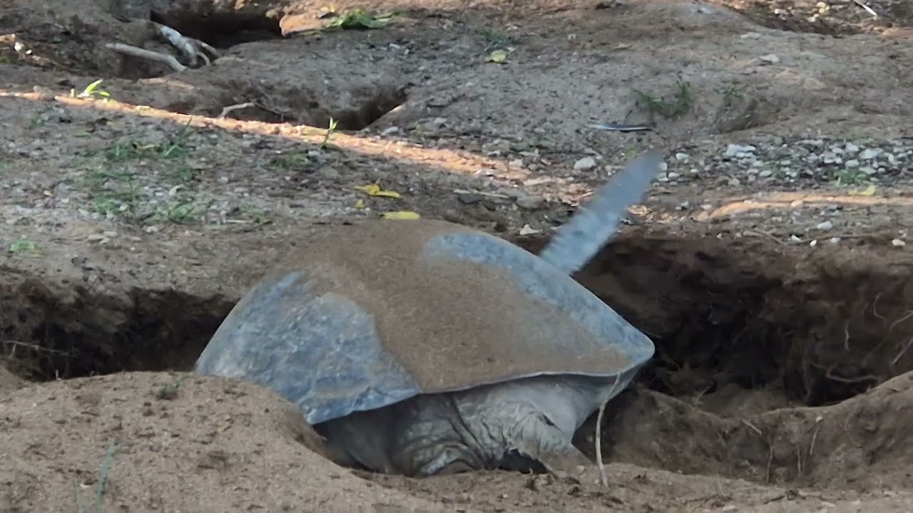 Turtle finishing laying her eggs Lady Musgrave Island