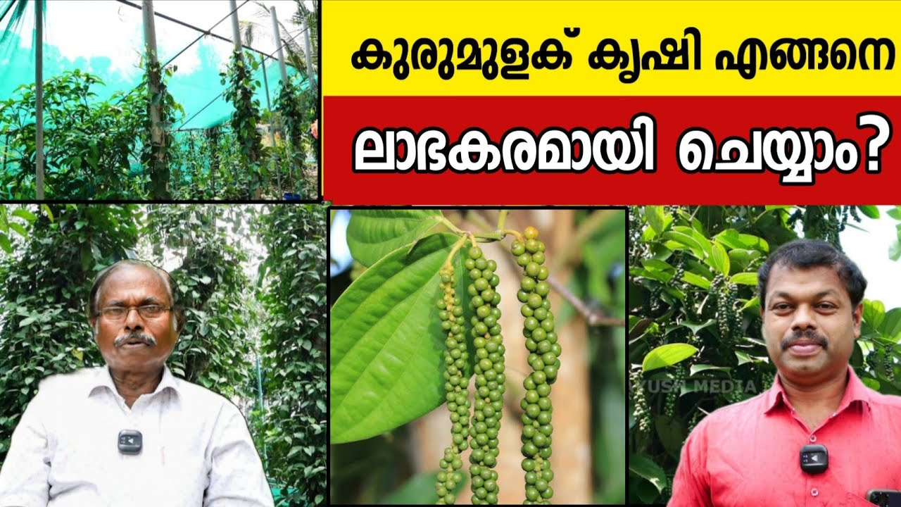 കുരുമുളക്  കൃഷി എങ്ങനെ ലാഭകരമായി ചെയ്യാം ? | How to make pepper farming profitable in easy Method