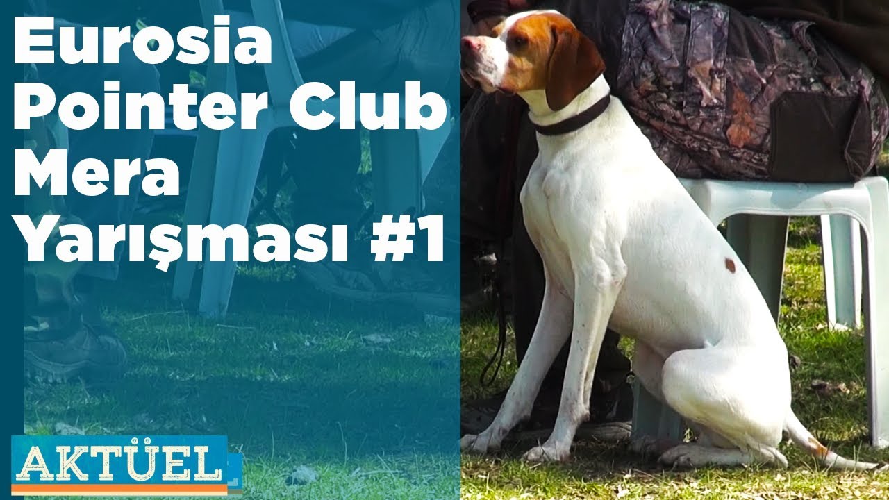 Eurosia Pointer Club Mera Yarışması 1 Aktüel Yaban Tv