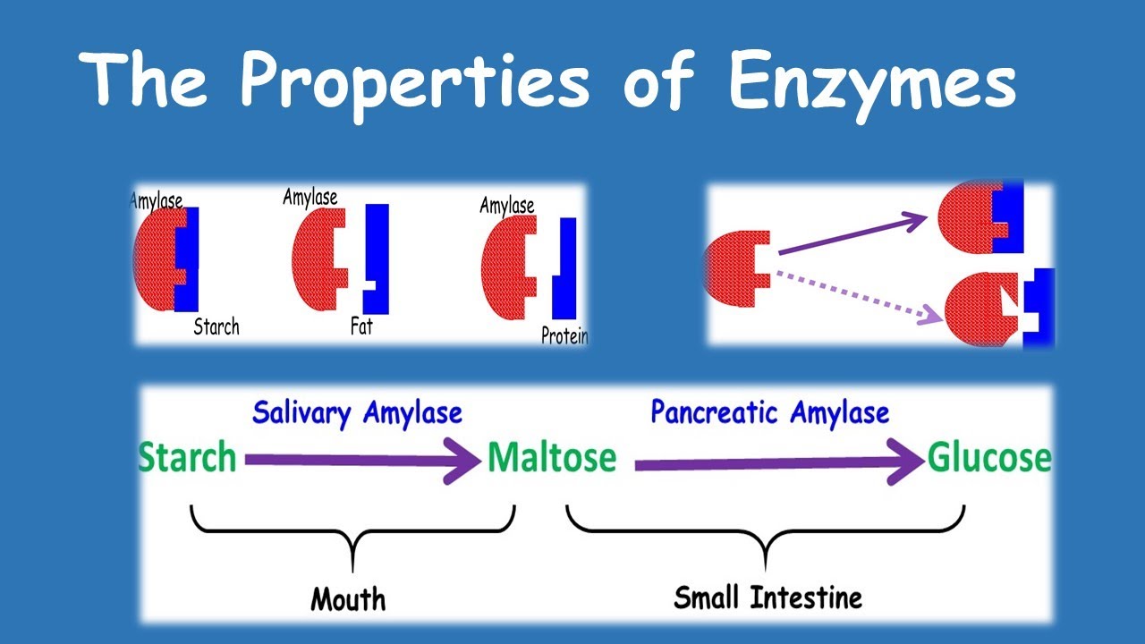 Properties of Enzymes