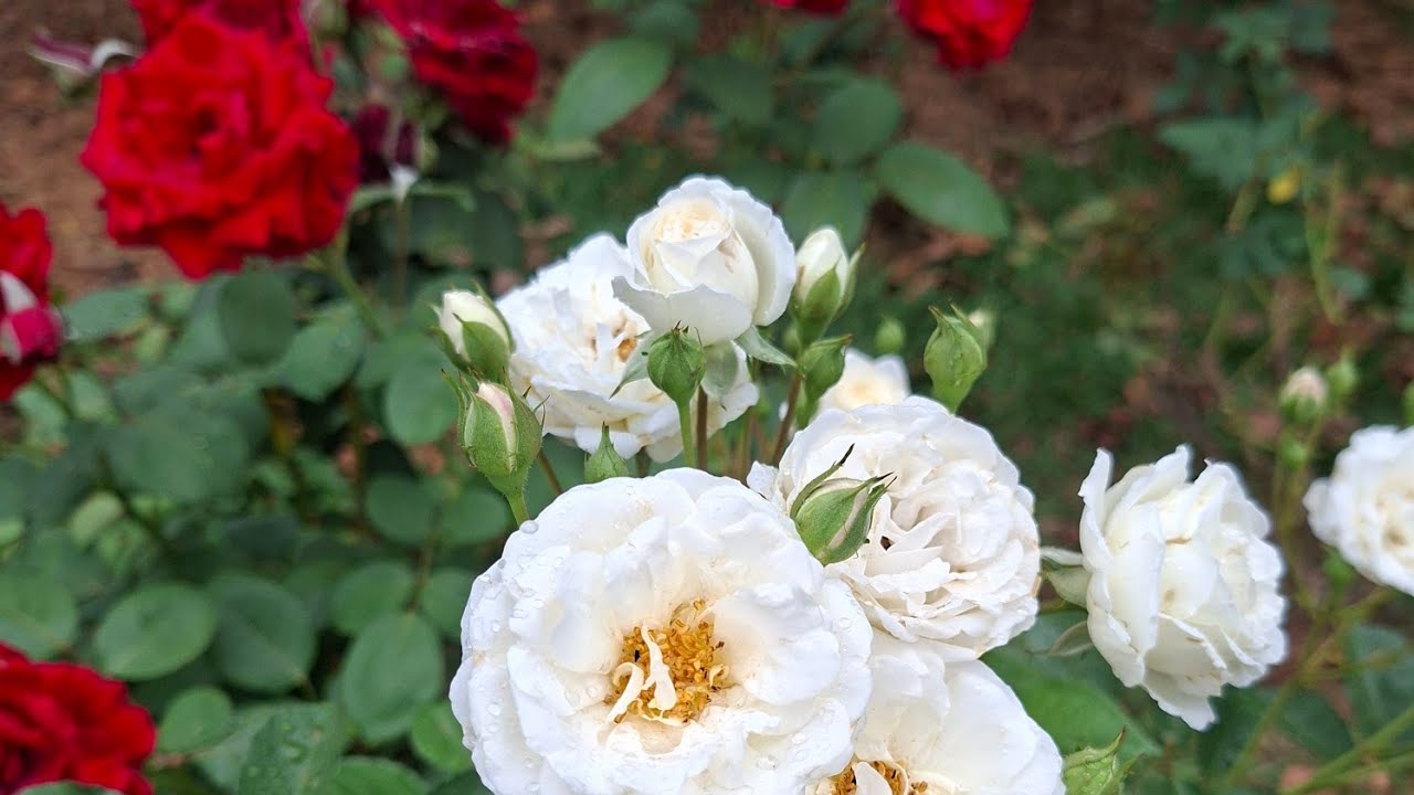 🌹🌹💥tour pelas rosas 🌹 explodiu de tantas rosas 💥💥💥#roça #plantas #rosas#vidanocampo