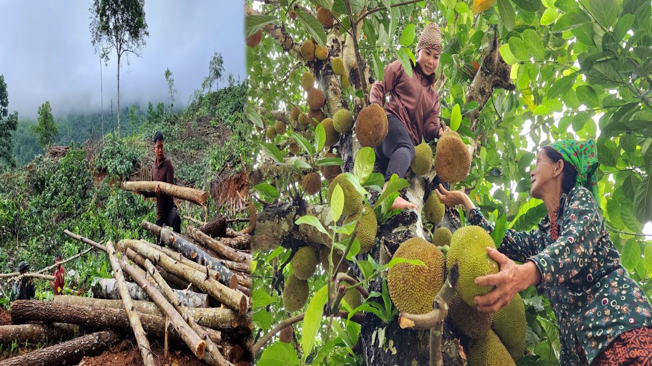 Huong picks jackfruit trees to sell - Hung goes to work to earn money to buy milk for San San.