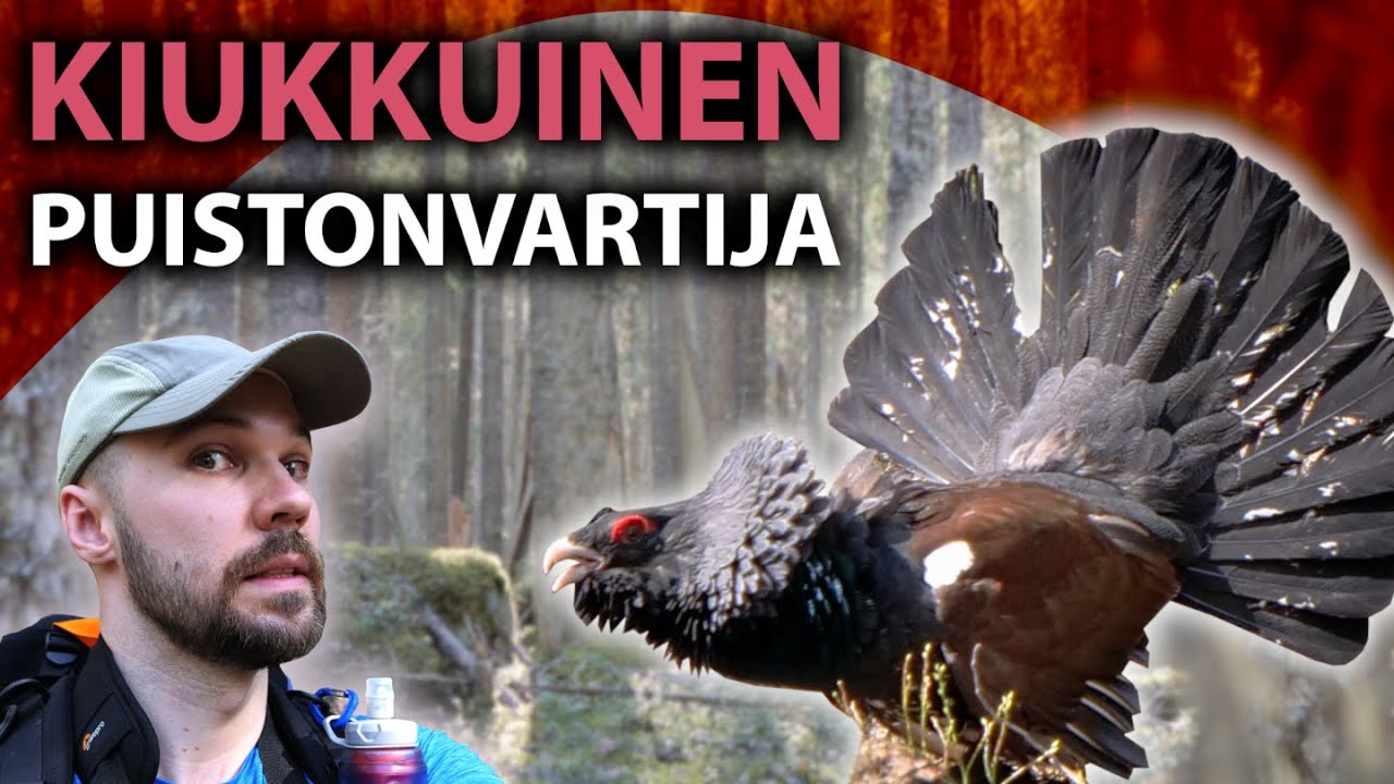 KIUKKUINEN PUISTONVARTIJA Pyhä-Häkin kansallispuistossa - Yönyliretki Tulijärven polulle