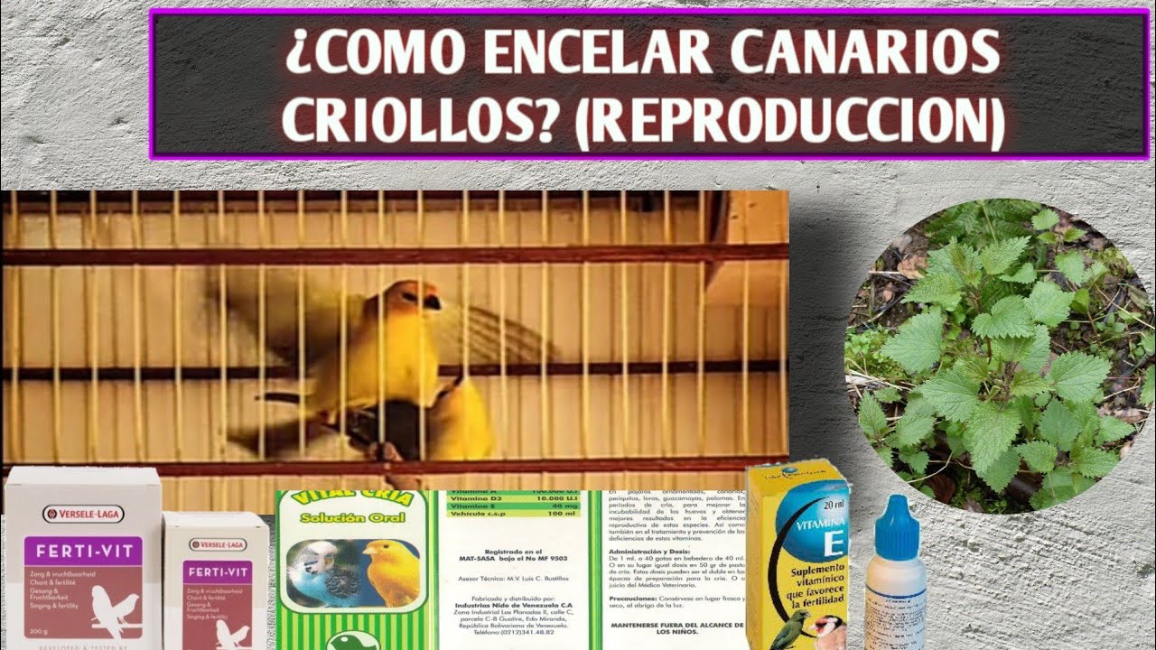 🐣Encelar canarios para la reproducción Canario Criollo📌
