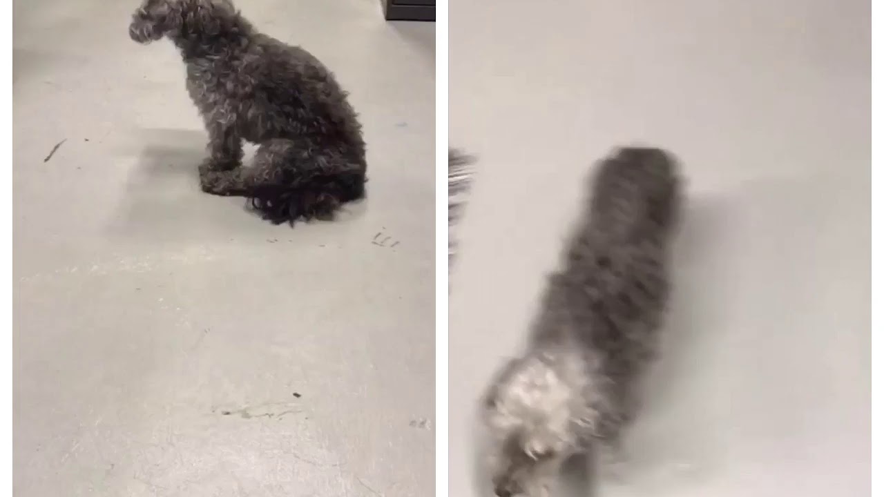 Intervertebral Disc Disease in a small dog, conservative management