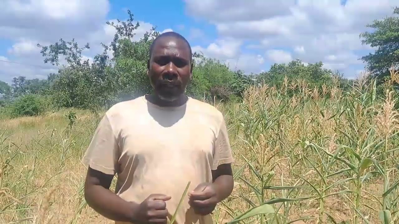 MORE CROP FAILURE IN SOUTHERN ZAMBIA