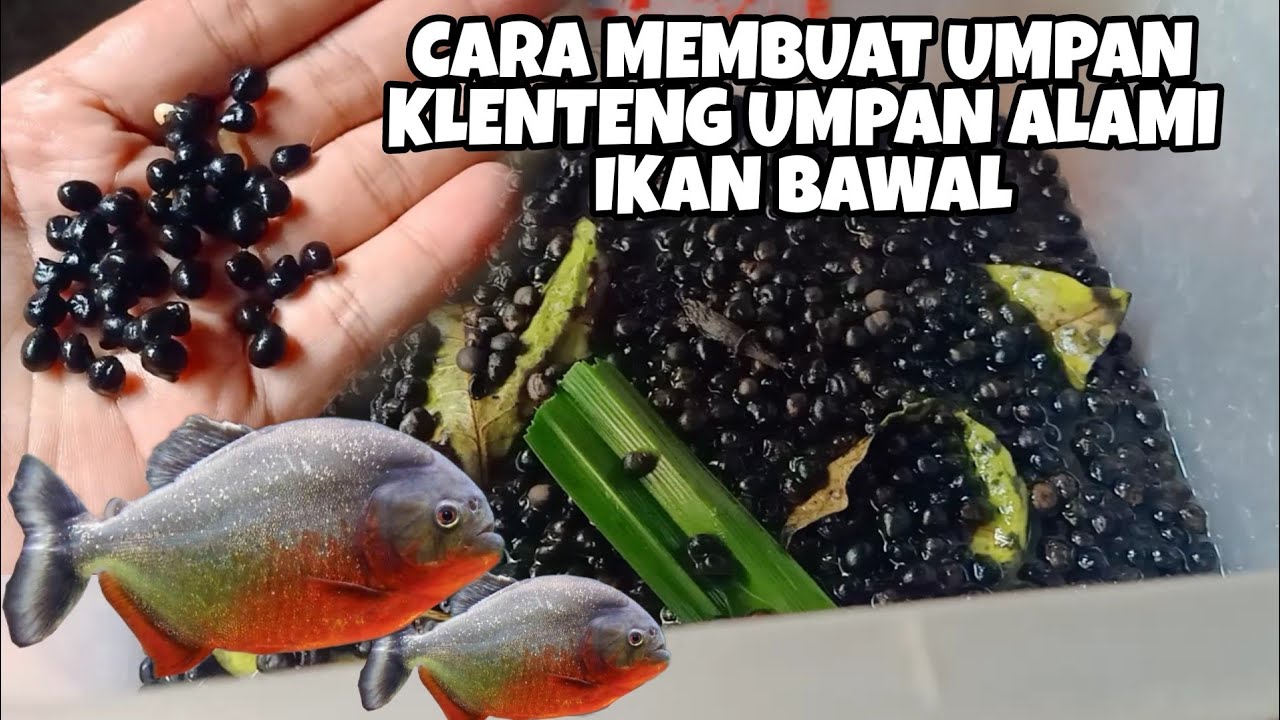 Cara Membuat Umpan Klenteng Untuk Target Babon Bawal