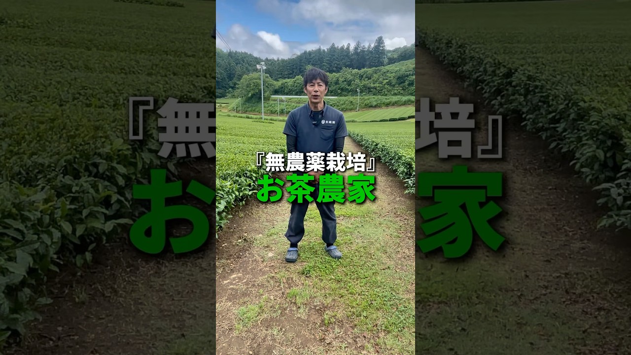 『やさしい無農薬のお茶を届ける』🌱有機栽培45年以上🌱自然ありのままのお茶を皆様にお届けします🍵無農薬のお茶に興味がある方はコメントください！#お茶 #緑茶#ほうじ茶